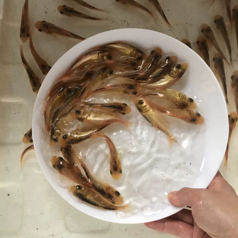 金大头鱼苗花鲢鱼鳙鱼胖头鱼苗养殖水活体可生长快速易养殖大型鱼