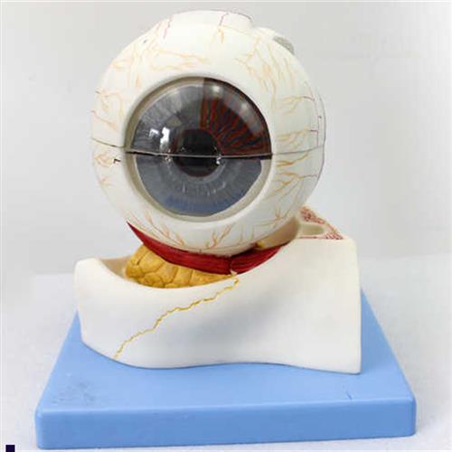 医学人体眼球构造放大模型眼球眼眶眼晴解剖模型教学光学配镜演示
