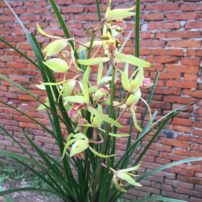 兰苗开花兰花苗 绿植蕙兰大连 体苗 浓香四季常青室内盆栽兰草