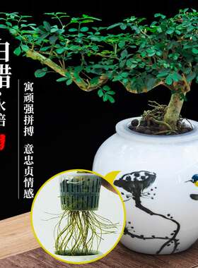水培对节白蜡盆景树苗绿植物小盆栽老桩造型女贞悬崖雀梅室内桌面