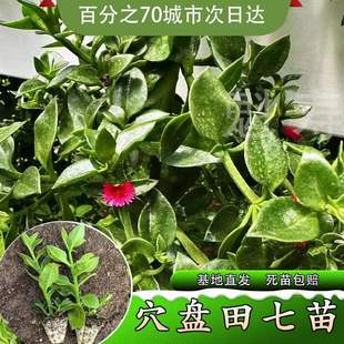 阳台种子 田七盆栽食用养生三七特色菜保健种苗天然营养蔬菜四季