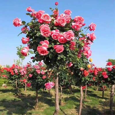 山木香嫁b接树桩月季花庭院花卉阳台盆栽树状嫁接玫瑰花苗大花浓
