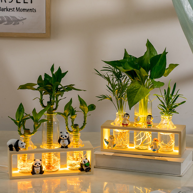 水培植物办公室绿植盆栽富贵竹黄金葛E室内花卉客厅装饰桌面摆件