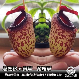 【新品】奶油葫芦x(马兜铃X葫芦 S)猪笼草实生苗