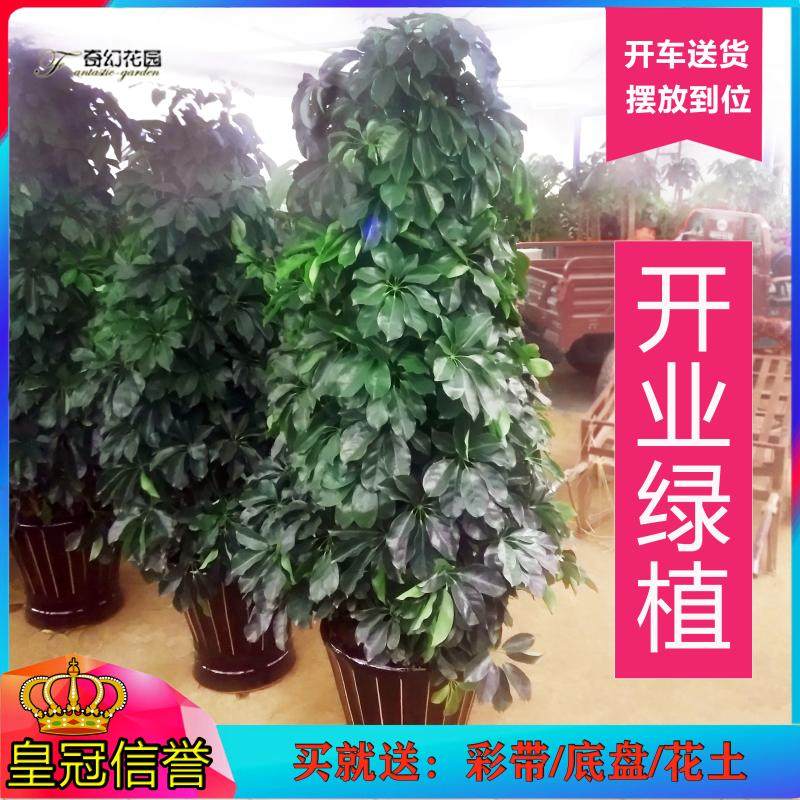 小叶发财树盆栽 八方来财t开业乔迁绿植 大型元宝树鸭脚木青岛同,鲜花速递/花卉仿真/绿植园艺,绿植,淘宝优惠券,粉丝福利购,淘宝优惠卷