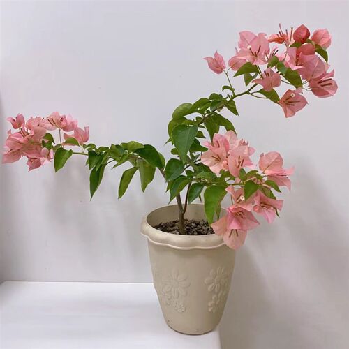 不甜西瓜三角梅四季开花带花发货阳台庭院O绿植爬藤老桩原生扦插