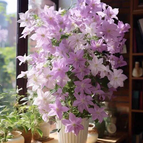 铁线莲大c苗盆栽藤本爬藤植物花卉重瓣倒影乌托邦庭院耐寒适合新