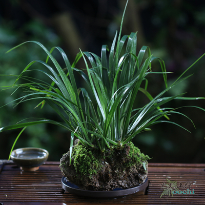 一物一拍龙根菖蒲k易养喜阴耐水泡盆景茶席茶庞书房植物吸水石种