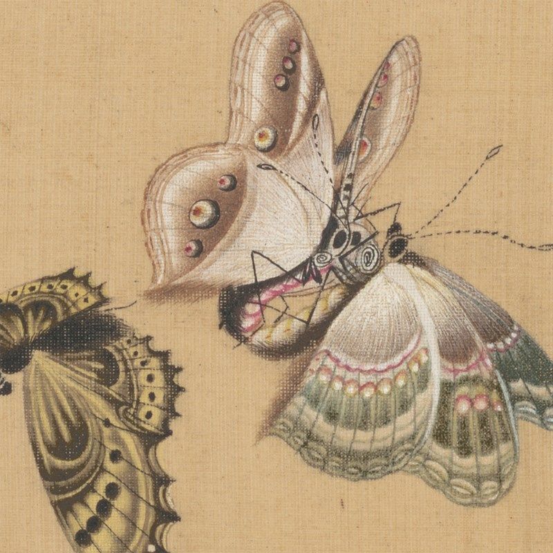 清代蒋廷锡百碟图微喷打印工笔花鸟画临T摹画稿复制画心,家居饰品,国画,淘宝优惠券,粉丝福利购,淘宝优惠卷