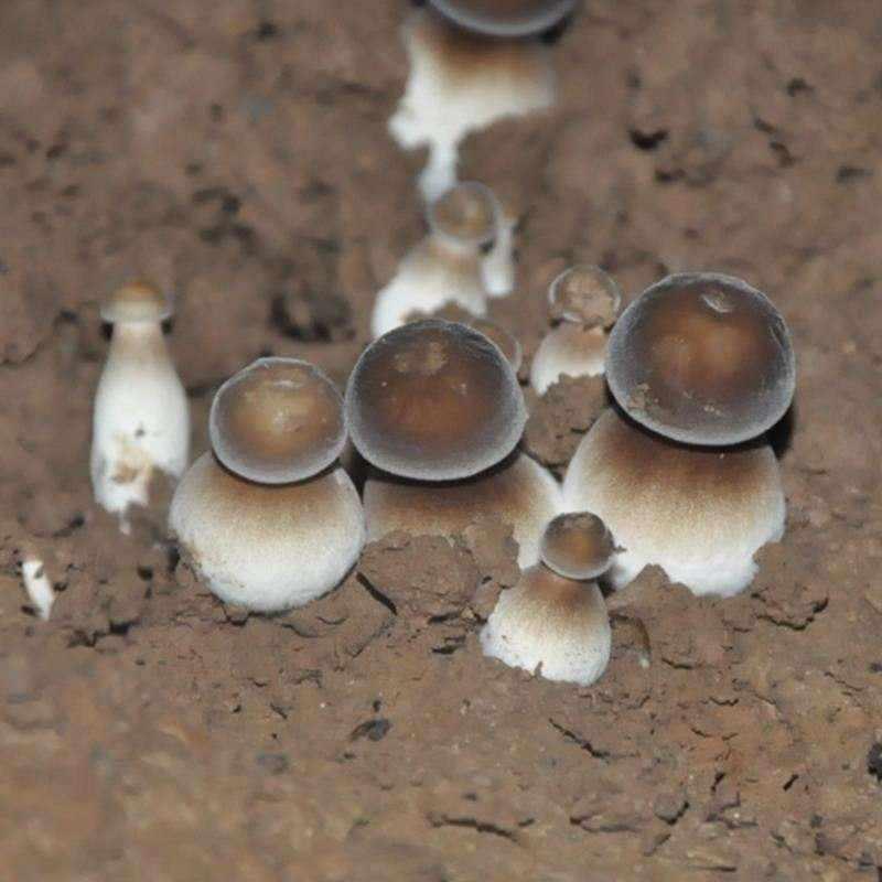 红平菇蘑菇食用菌种包菌棒玫瑰菇家庭阳台蘑菇种植菌包