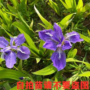 院子里适合种的花植物紫花鸢尾苗盆栽马兰花苗地栽多年生喜阴耐寒