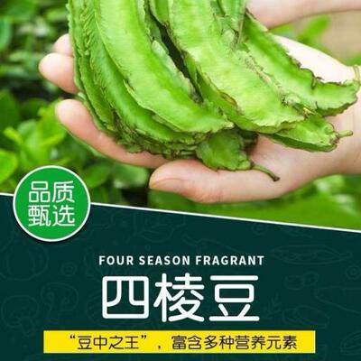 海南四角豆新鲜嫩蔬菜现摘四棱豆