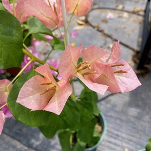 落日日落三角梅原生苗粗杆子 (可看苗情 可选苗)包对版