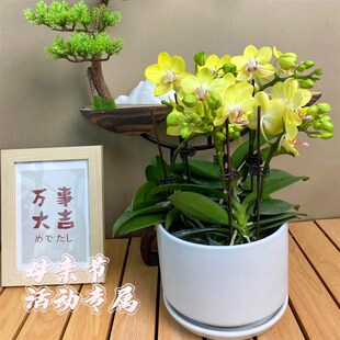花之恋花卉鲜花基地直播间 蝴蝶兰直播间盆栽带花苞绿植室内盆栽