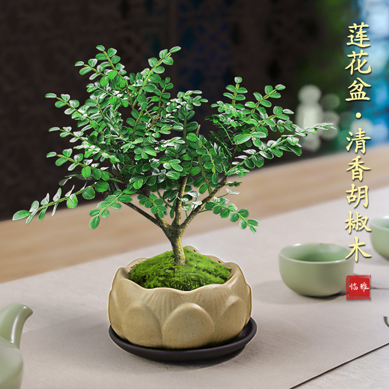 好货清香胡椒木盆栽办公室内客厅绿植好养桌面小盆景老桩四季驱蚊