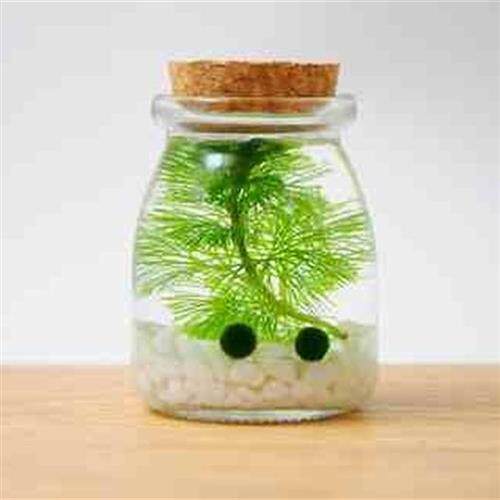 极速微观世界生态瓶diy材料包水族科学小型制作材料微景观小学五