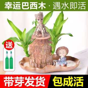 巴西木幸运木开花格鲁特办公桌桌面桌上水培好养易活的绿植带芽