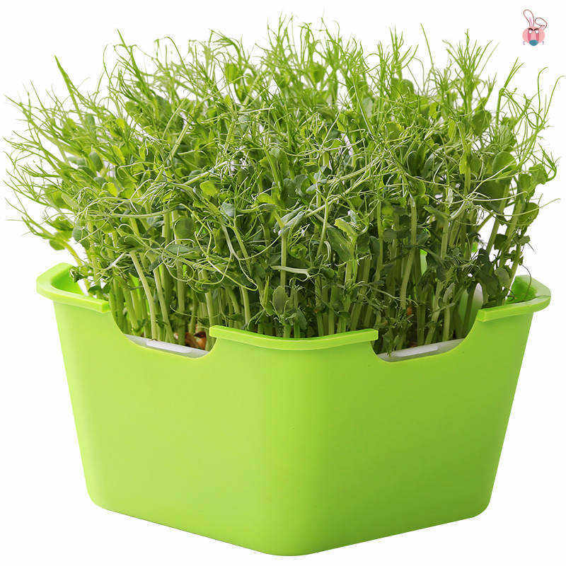 极速创意可爱儿童幼儿园植物迷你 小盆栽diy种植水培蔬菜食用室内