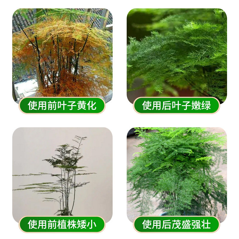 极速文竹专用肥室内家用花肥复合肥文竹肥料盆栽植物通用型叶面水
