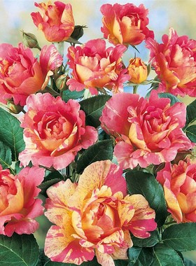 条纹切花月季花苗西多会教士阳台花园玫瑰盆栽四季开大花室内养