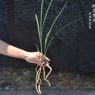 细叶寒兰盆栽苗兰花苗花带白覆轮 室内阳台花卉 冬天开花越冷越香