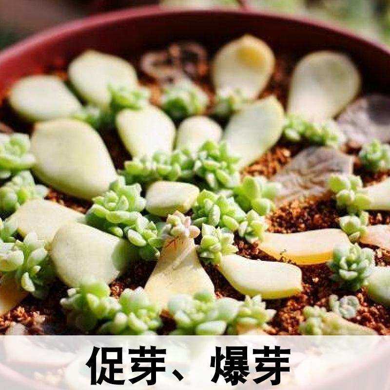 极速多肉植物爆芽素爆侧芽细胞分裂素激素促花芽花卉生长素