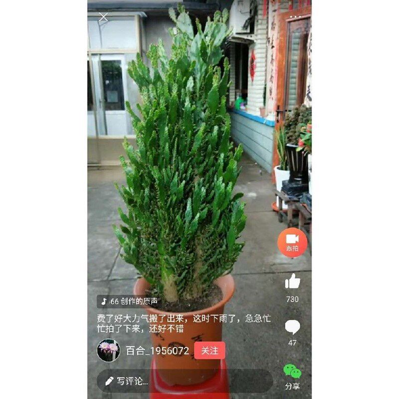 室内阳台绿植花卉防辐射仙人掌类千佛手多肉植物千手观音盆栽包邮