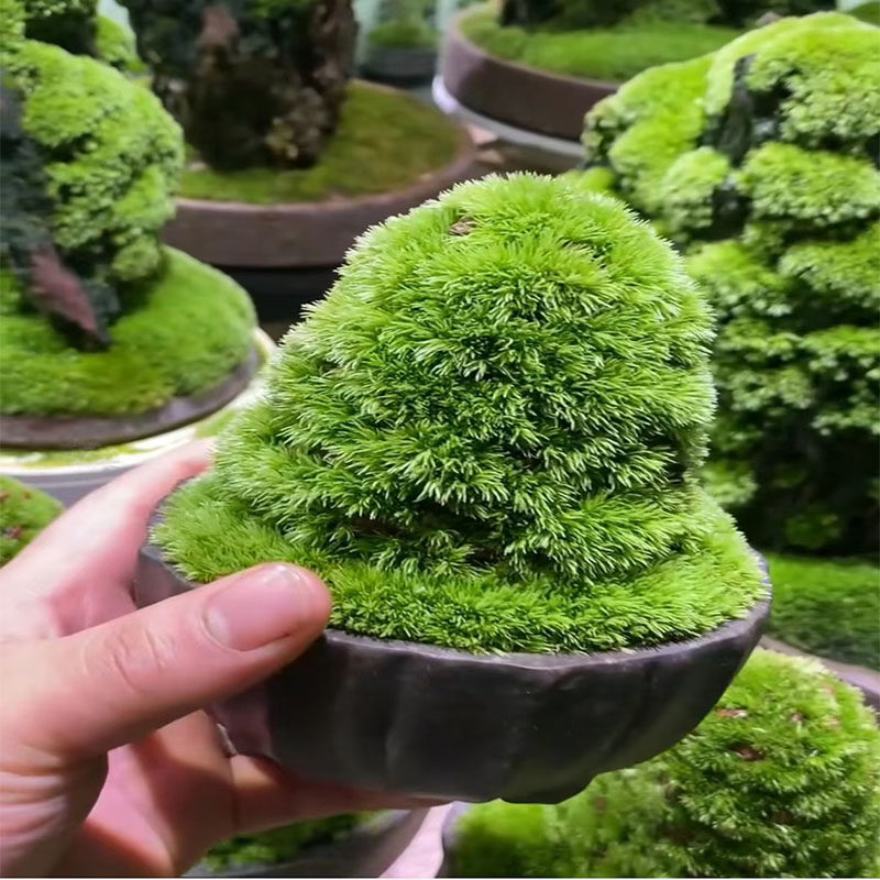 极速青苔 苔藓植物鲜活兰花铺面 盆景造景盆栽乌龟假山装饰白发藓