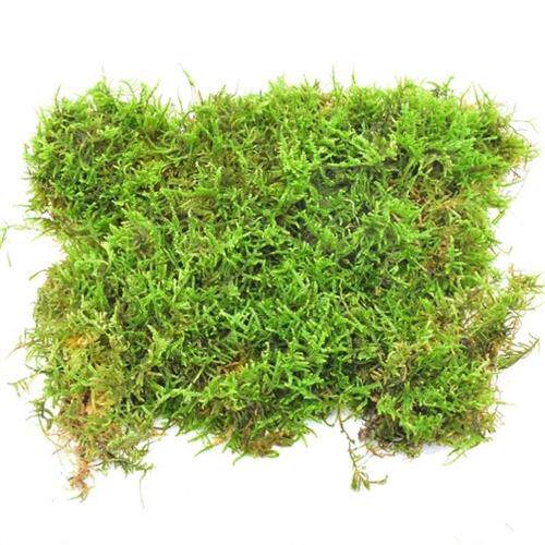 极速干青苔兰花苔藓植物鲜活大灰藓雨淋花盆绿植盆景铺面装饰草皮