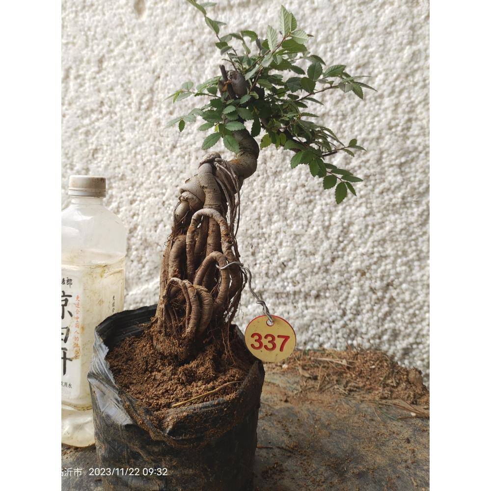 特惠提根微型疙瘩小叶榔榆树盆景造型别致阳台庭院绿植盆栽可选图