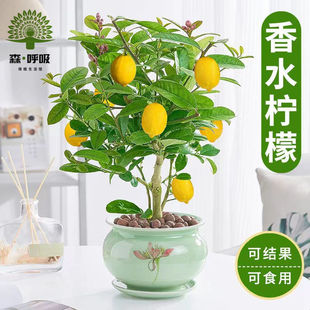 香水柠檬树盆栽室内花卉植物好养易活四季 常青可食用老桩盆景绿植