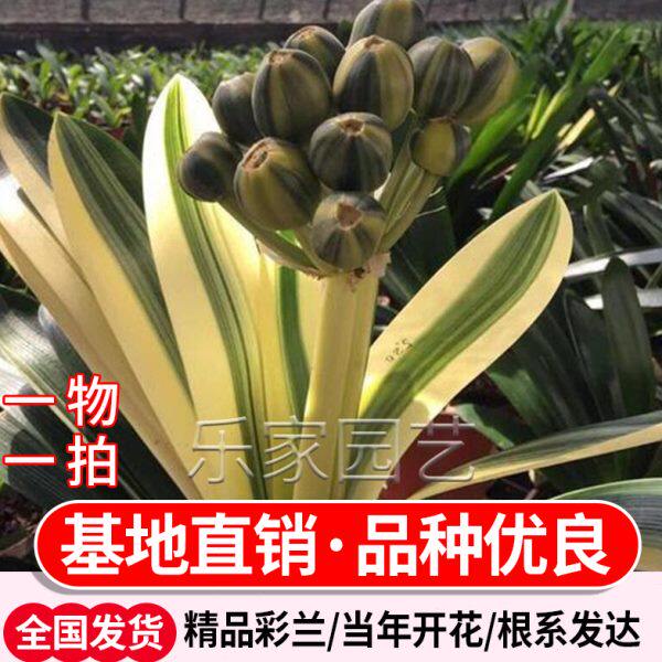 君子兰彩兰金丝彩兰鸳鸯福伦君子长春国兰宽叶钢板麻脸油匠兰花