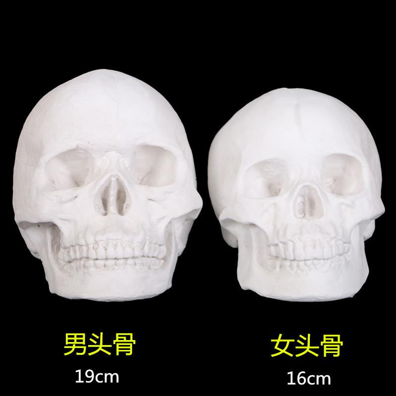 适配保质量人物石膏头骨骷髅头模型石膏教具几何体石膏像人像石膏