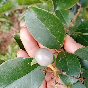 木犀科茉莉属清香藤大型攀援灌木农产品加工设备