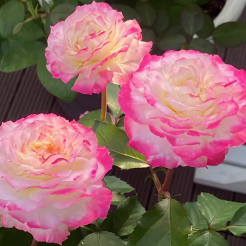 精品欧洲灌木月季花苗阳台盆栽庭院特G大花玫瑰浓香耐寒植物四季