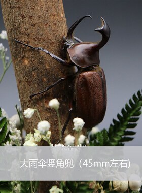 森林力士甲虫标本独角仙昆虫标本生态微景观工艺品男士礼物收藏