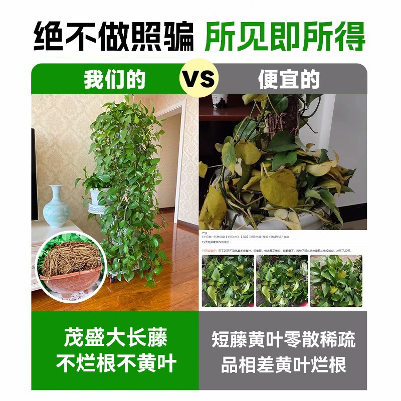 长藤款绿萝盆栽爬藤垂吊大叶绿箩室内水培绿植物R家用新房吸除甲