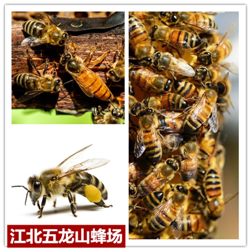 意蜂群笼蜂活体蜜蜂蜂群意蜂蜂群低价包邮意蜂群笼蜂交尾生产王