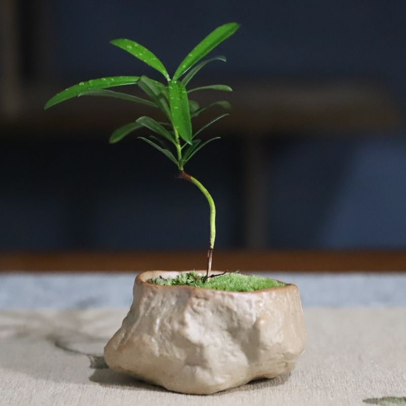 罗汉松苔藓迷你雅致拇指桌面品味茶书桌掌中宝微盆景好养海岛礁石
