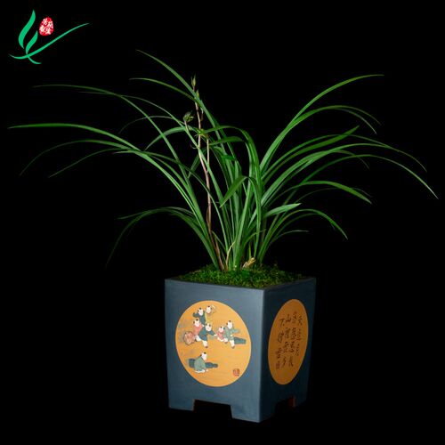 细大叶桂林牡丹兰花浓香花卉盆景盆栽土绿植兰带草植W物花苞名贵