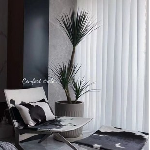 黑珍珠造型龙血树盆栽室内绿植客厅D办公室净化空气好养植物龙须