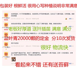 浙江紫藤三叶青种苗 三叶青苗 带根苗带K葫芦苗 金线吊葫芦苗植物