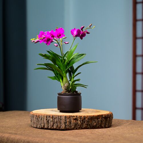 红泼墨石斛带g花苞紫砂盆栽四季建兰花卉绿植物兰花苗名贵精品客