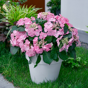 塔莎的花园 e无尽夏绣球花苗盆栽乔木绣球庭院阳台家庭花卉花手鞠