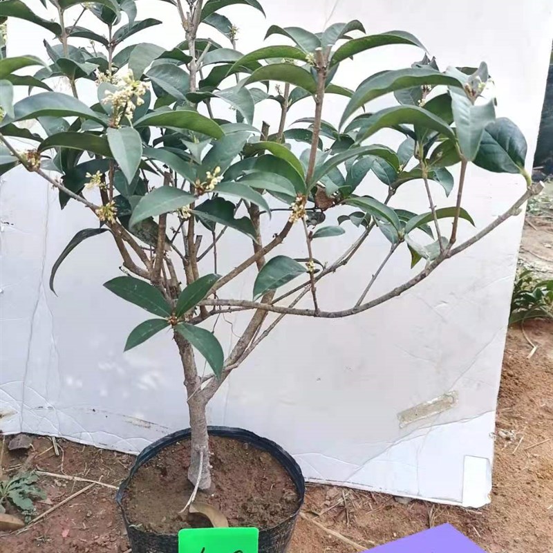 天香台阁四季桂花佛顶珠日香桂花卉盆栽易活 四季U植物盆栽年宵花