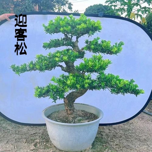 精品雀舌罗汉f松盆景老桩造型大小盆栽 绿植庭院阳台金钻迎客松