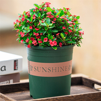 虎刺梅盆栽花卉四季开花不断好养植物阳台观花Q绿植铁海棠带花苞