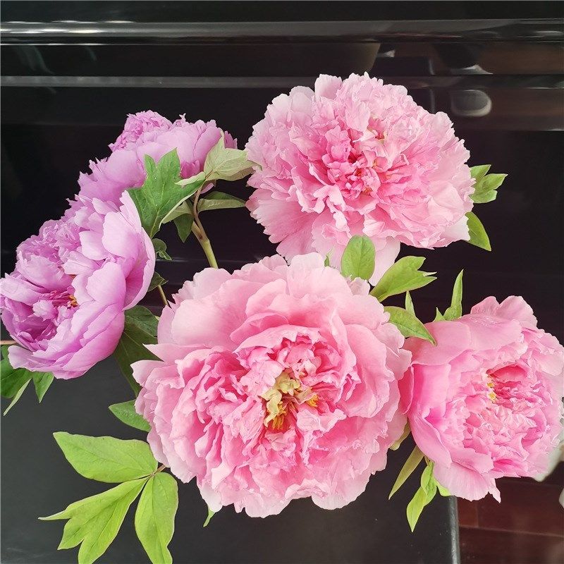 牡丹鲜花c花束鲜切花速递家用母情节芍药鲜花菏泽牡丹,鲜花速递/花卉仿真/绿植园艺,时令草本花卉,淘宝优惠券,粉丝福利购,淘宝优惠卷