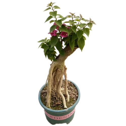 小桃红提根盆栽多季开花塔紫老桩造型盆K景室内阳台庭院花卉绿植
