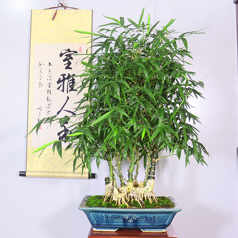 佛肚竹丛林提根造型盆景老桩阳台办公室内客厅庭院W竹子绿植物盆